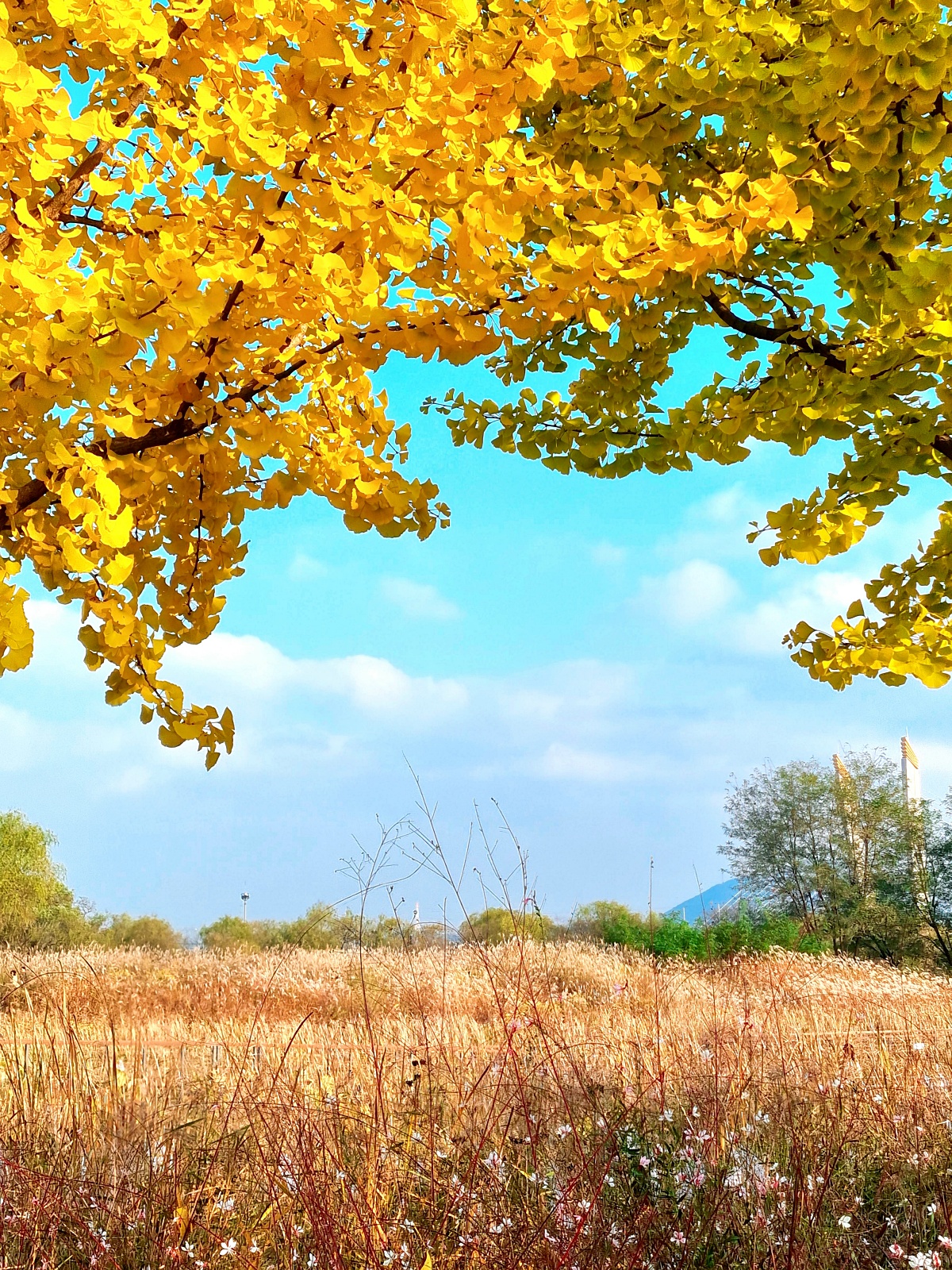 핑크뮬리부터 은행나무길까지, 드림파크 야생화공원 가을 축제와 산책