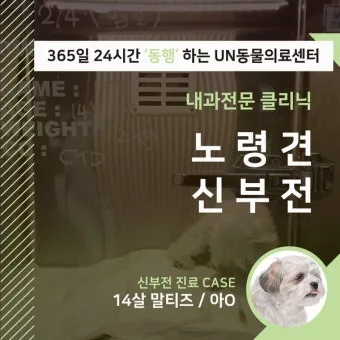 노령견 신부전2기 자연식 화식 레시피 건강식_32