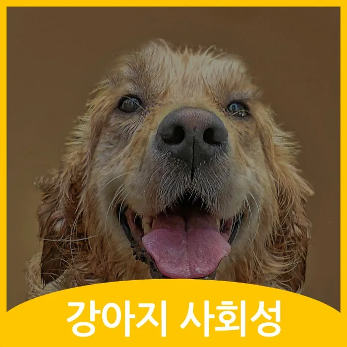 강아지가 다른 강아지 싫어하는 원인과 해결법_3