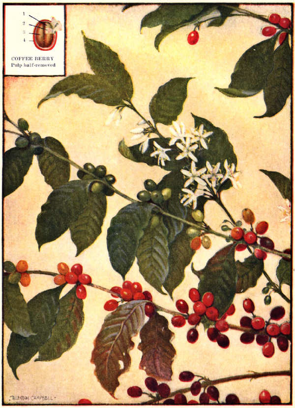 Coffee Branches Flowers and Fruit, 커피나무,꽃,열매