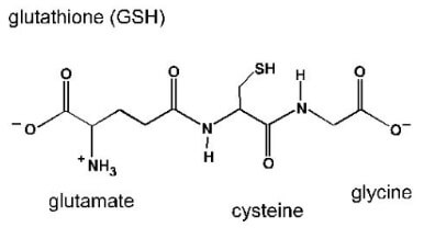 글루타치온 복용법 등