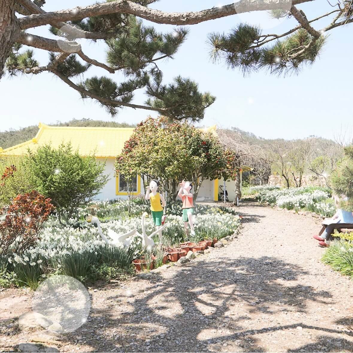 신안 선도 수선화 축제