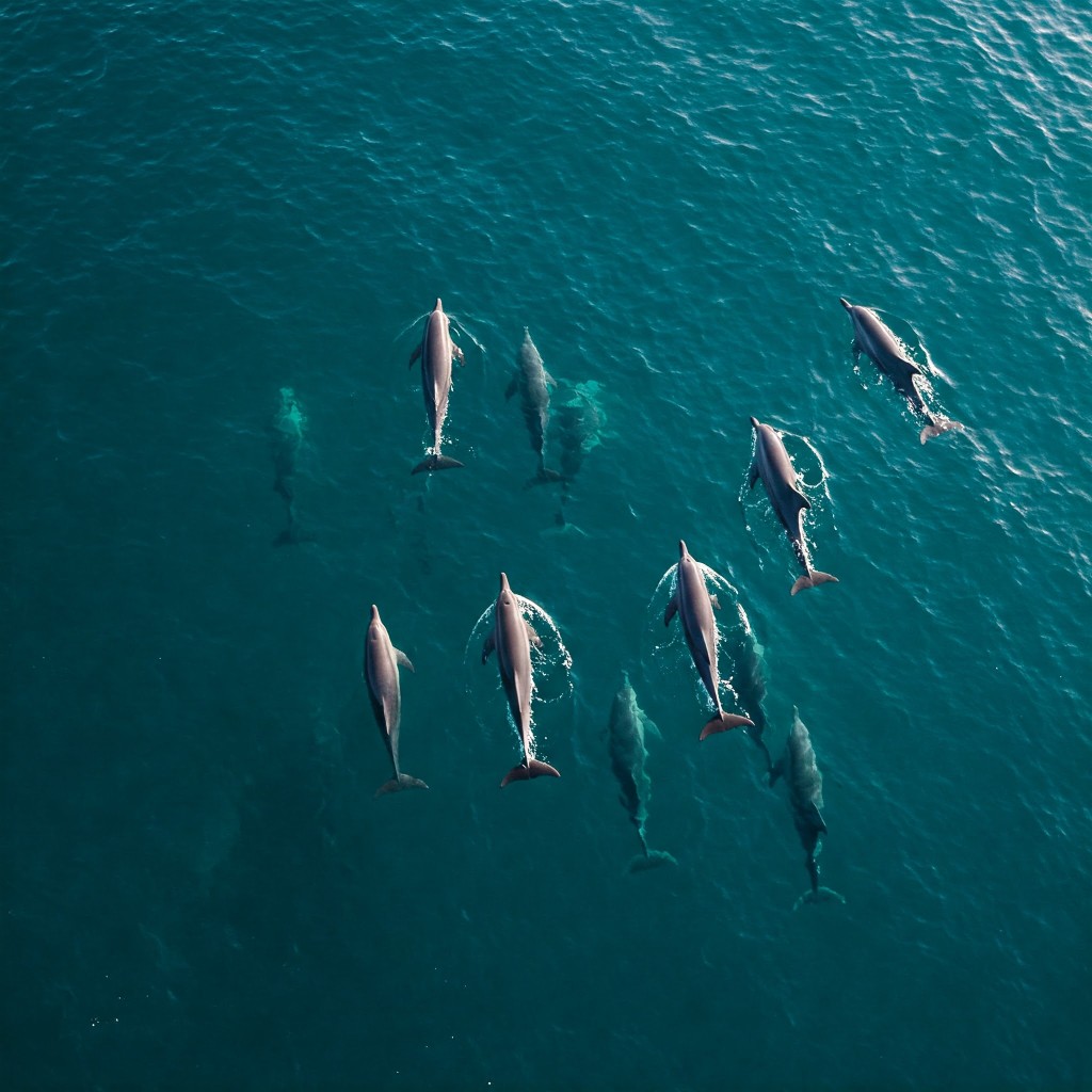 바다 위를 유영하는 돌고래 떼 – 긍정적인 관계와 귀인을 상징하는 꿈