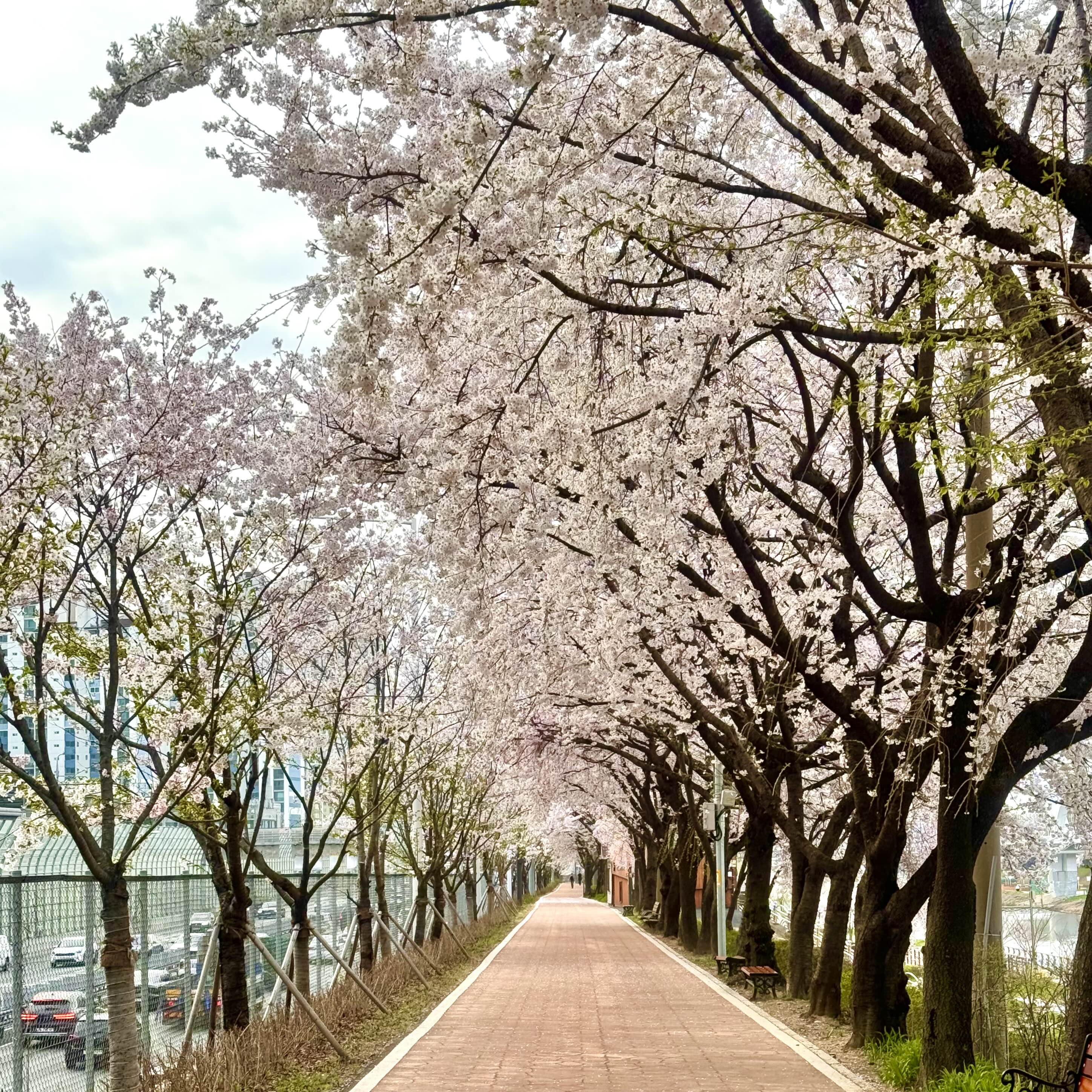 [JLPT N3 문제] 구토감 속에서 벚꽃길을 마주하다