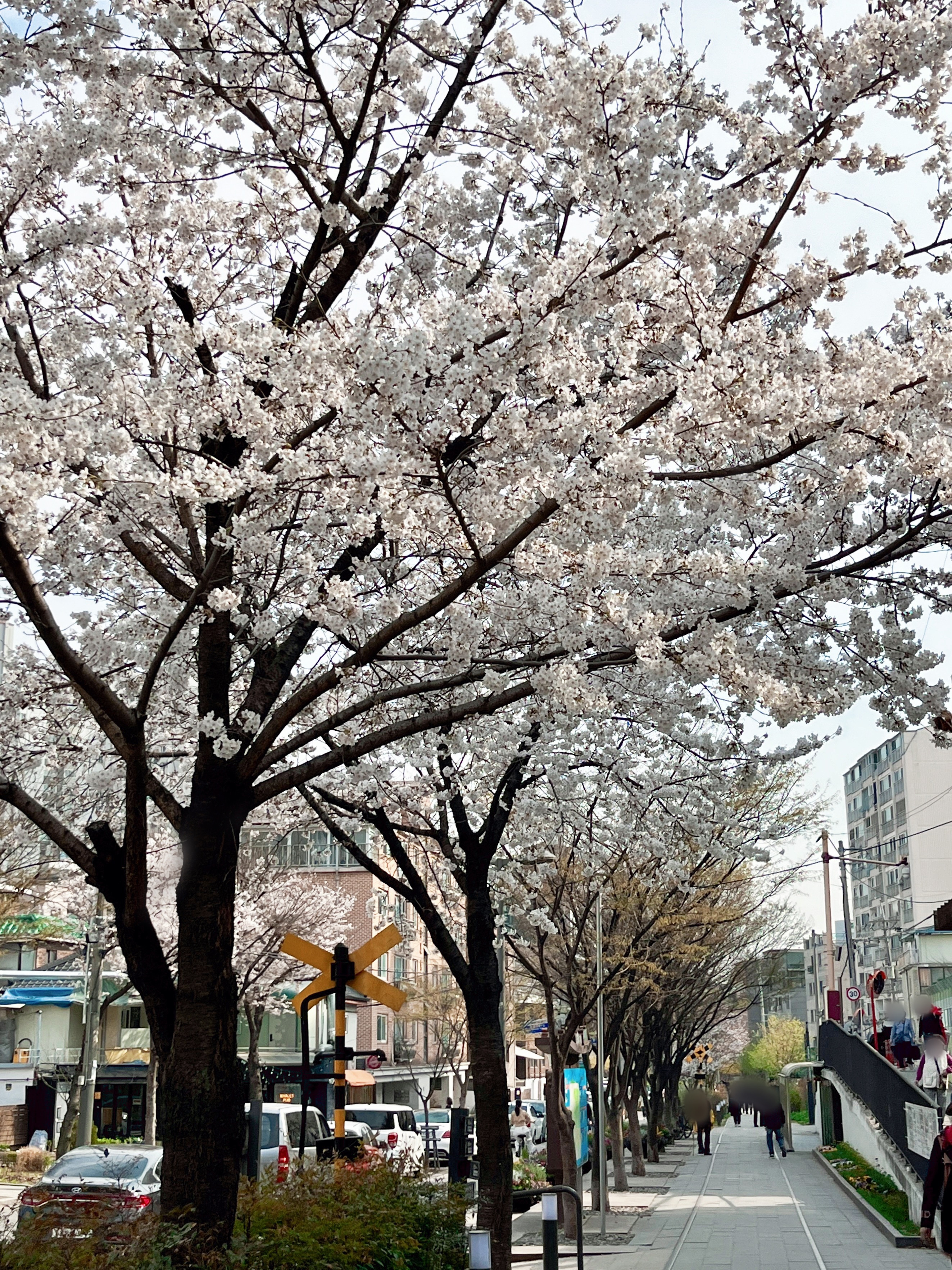경춘선숲길 벚꽃