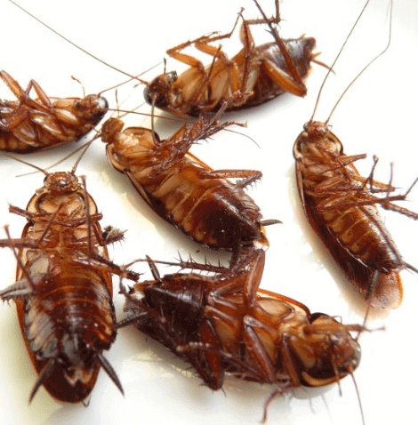 바퀴벌레-여러마리가-누워있는-이미지