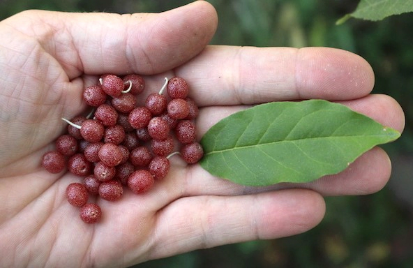 보리수열매 효능 4가지