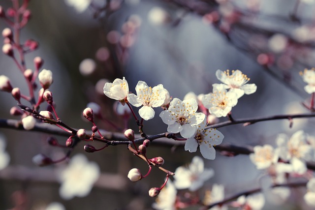 경주대릉원돌담길