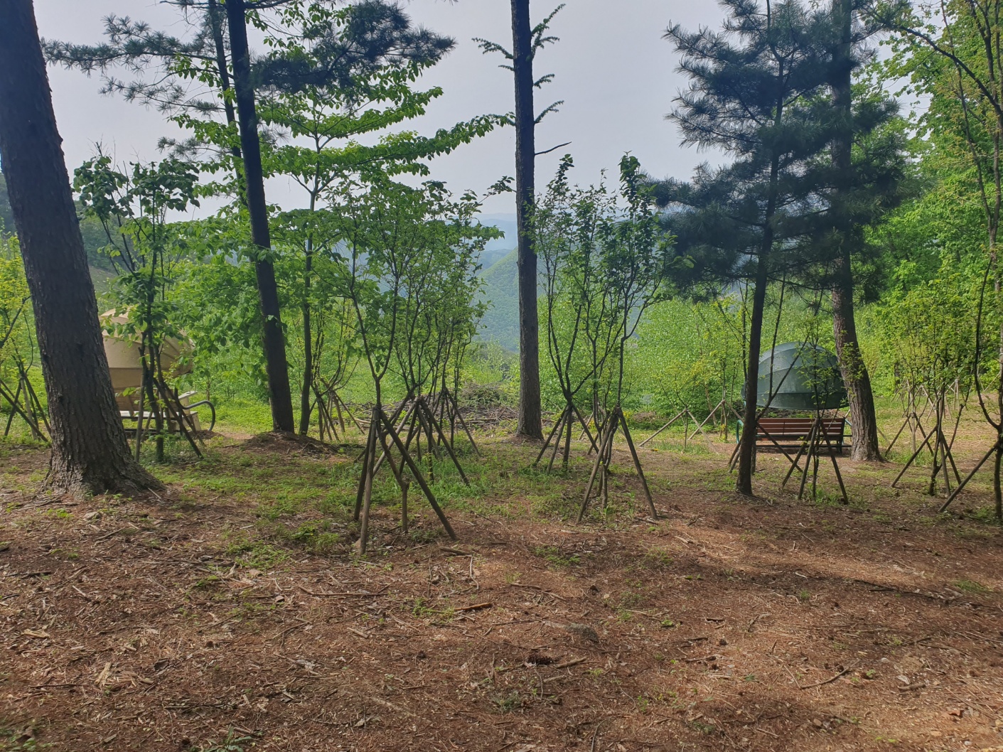 봉래산산림욕장