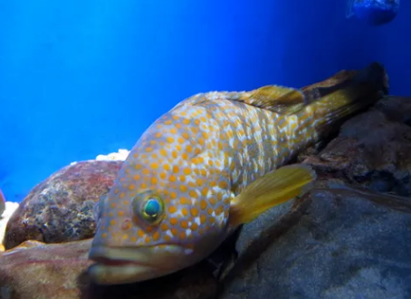 10월 제철 수산물 추천: 제철 해산물로 즐기는 맛있는 가을