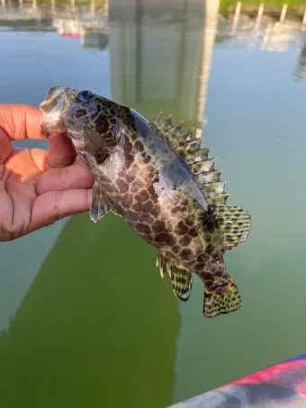 5월 쏘가리 금어기 시작 전국 금지 기간 완벽 정리와 낚시 규정_8