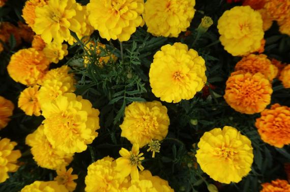 여름 햇살 닮은 꽃, 마리골드 재배와 관리법 총정리