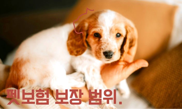 펫보험