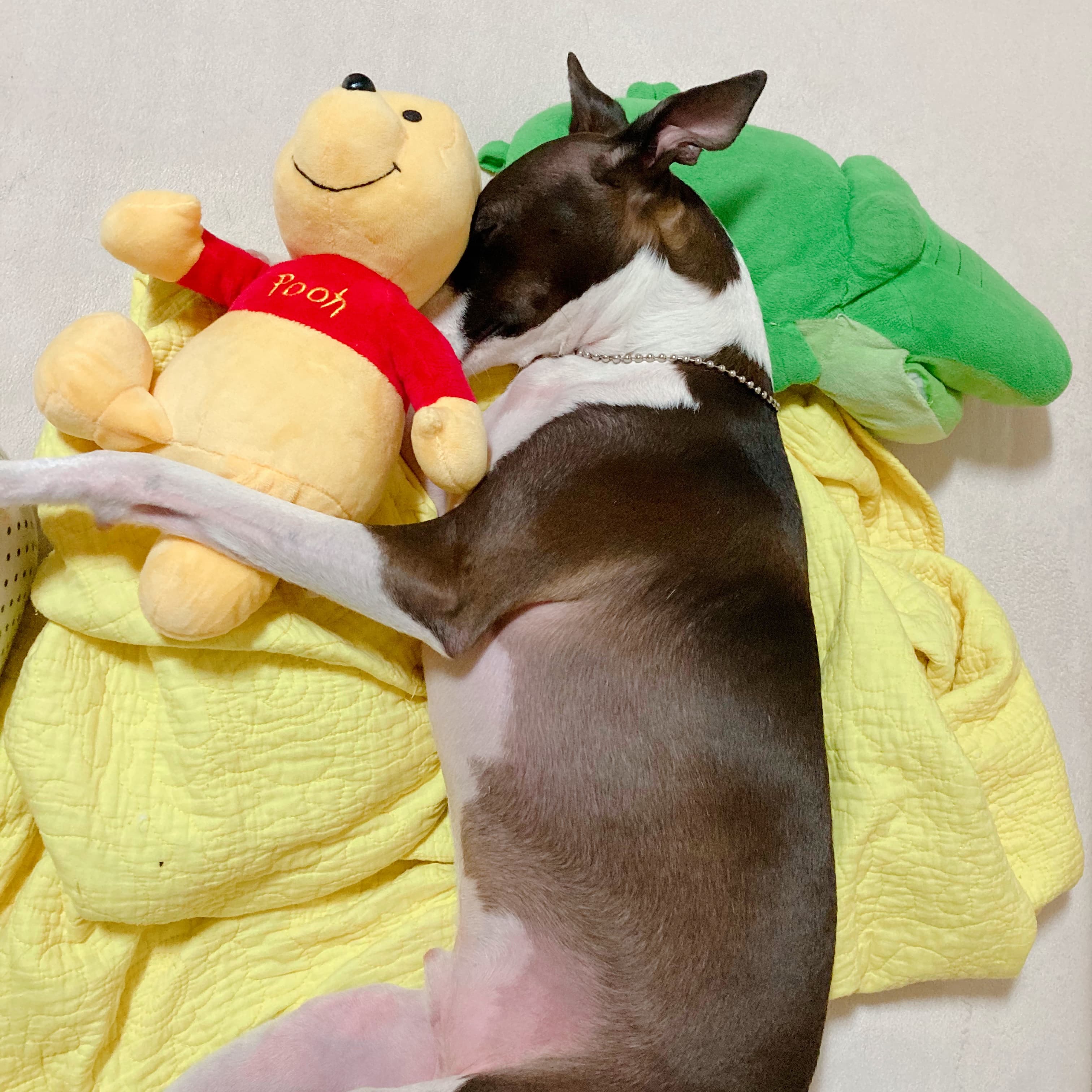 강아지와 어린아이의 상호작용: 심리적 관점에서 본 안전한 관계