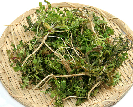 봄철 면역력 강화를 위한 식품