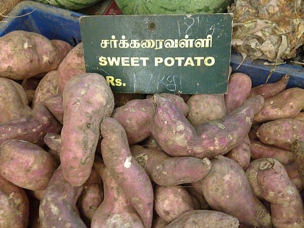 sweet potato