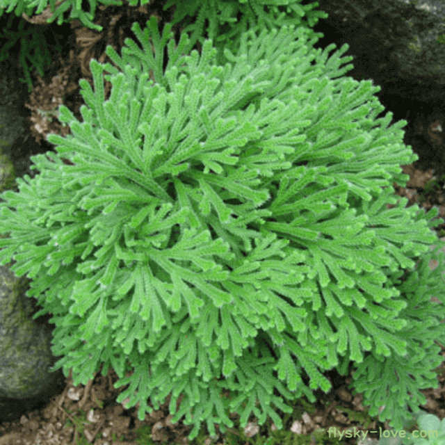 부처손 고르는 법