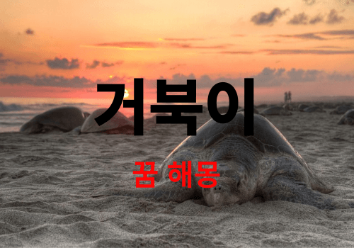 거북이 꿈은 태몽 일까요? 사람들이 많이 찾는 거북이가 나오는 꿈 해몽 풀이