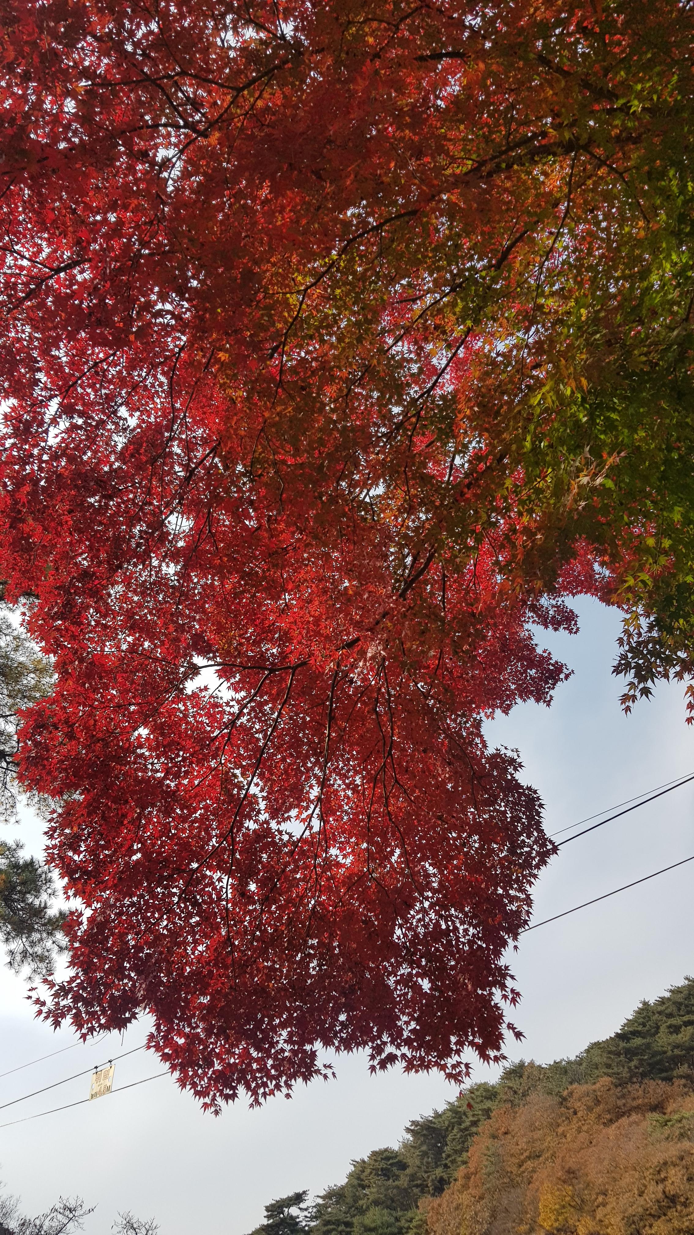 크고 예쁜 단풍나무