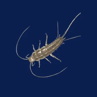 좀벌레 생기는 원인과 퇴치법 하얀벌레 제거 방법_19