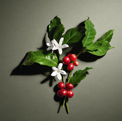 커피 체리와 커피 꽃과 커피 나무