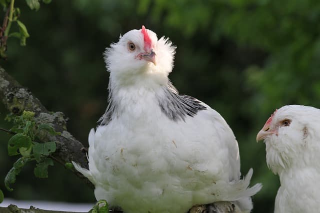 닭의 탈모 증상 – 원인, 영양, 스트레스 케이스별 분석