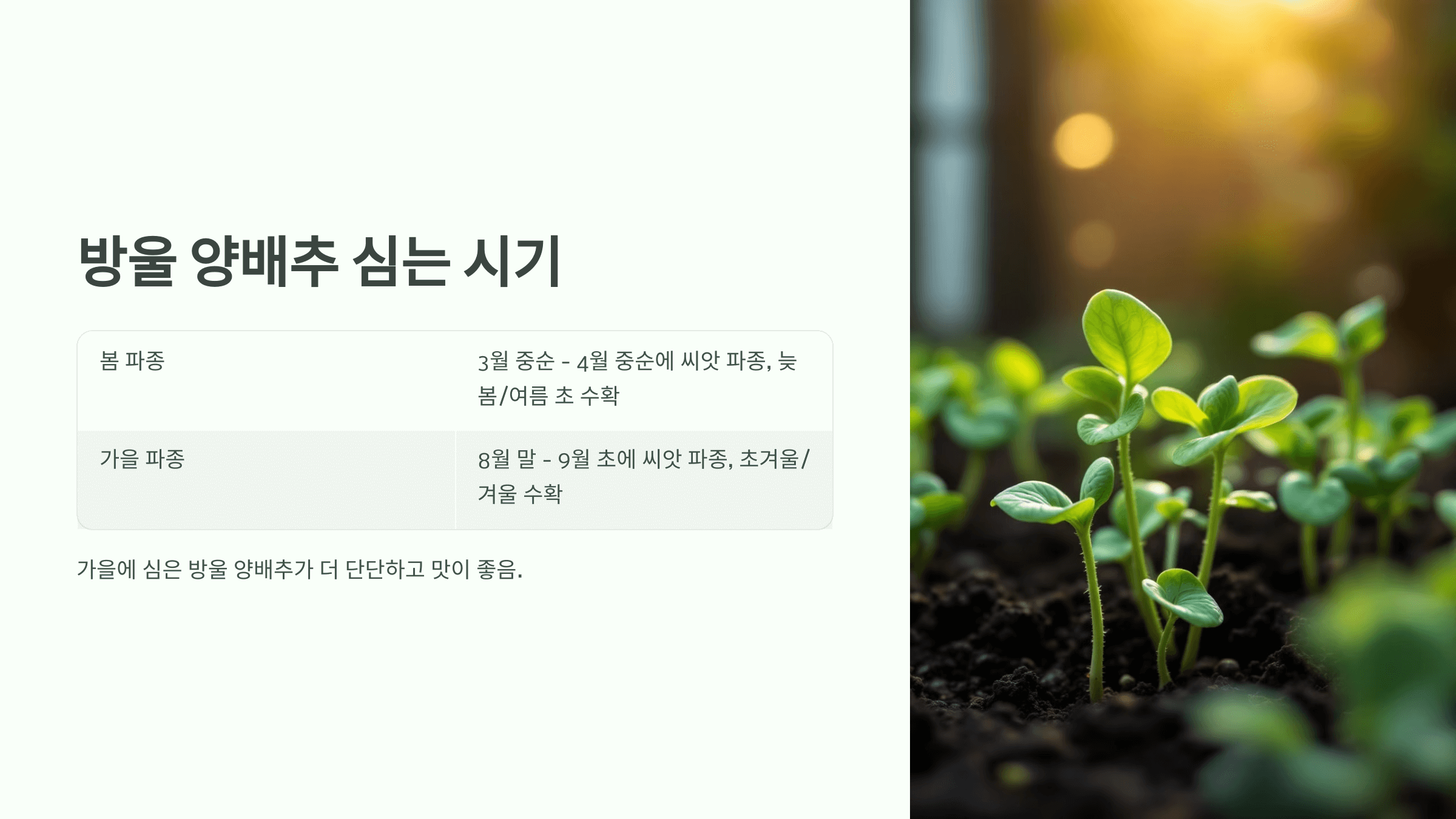 방울양배추 사진입니다.