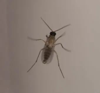 화분 뿌리파리 생기는 원인과 퇴치법 완벽 정리_11