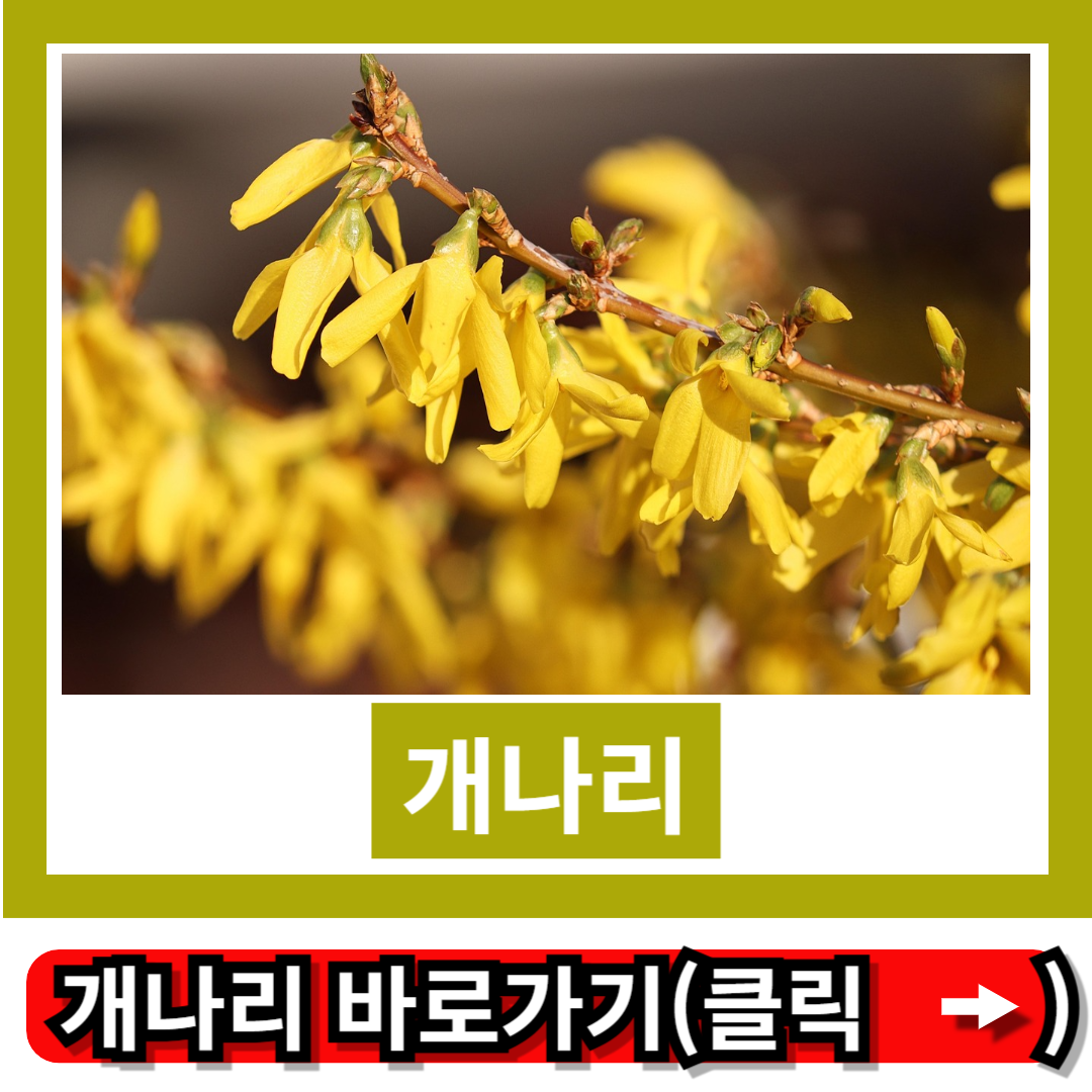 개나리