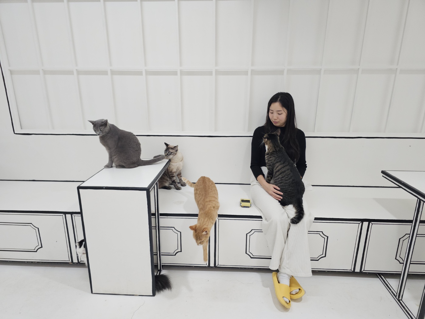 야옹이네 고양이 카페