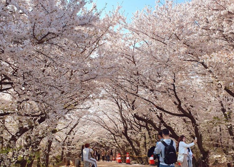 SK인천석유화학벚꽃동산
