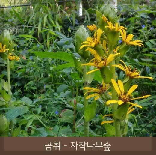 11월 화담숲: 가을의 끝자락에서 즐기는 단풍과 겨울 풍경