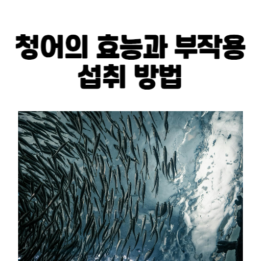 청어의 효능과 부작용 및 섭취 방법