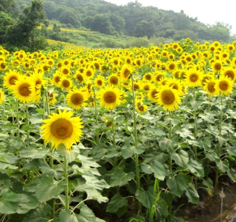 가을에 피는 꽃 종류 해바라기