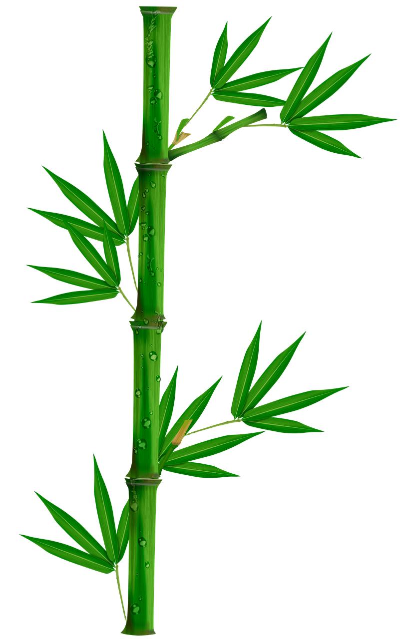 대나무의 특징 관련 사진