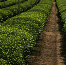 녹차 말차 차이