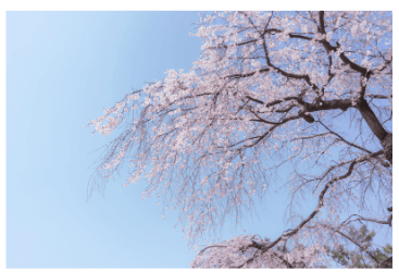 봄꽃 개화시기 2024 지역별 봄꽃축제