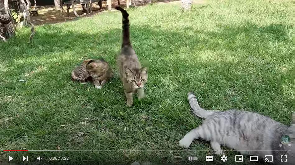 자세가 불편해도 집사 품에 안겨있고 싶은 고양이