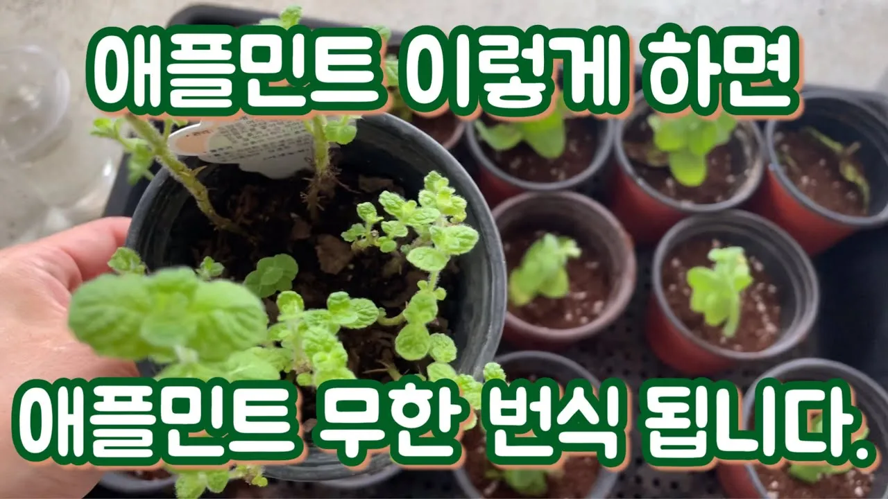 애플민트 재배 번식 빠름 물주기 요령 잎 수확_1