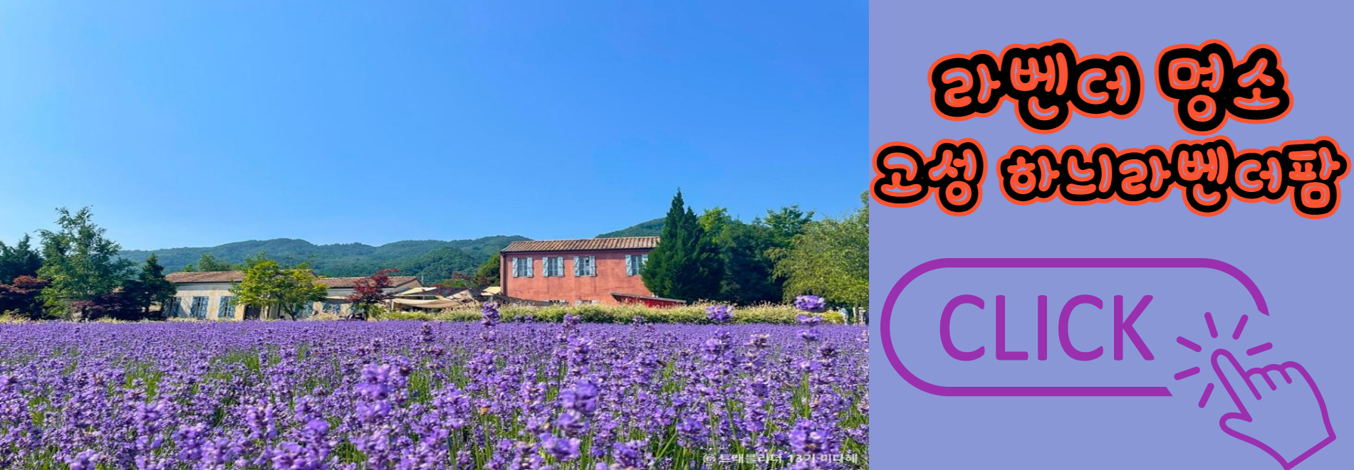 라벤더 명소 개화시기 꽃말