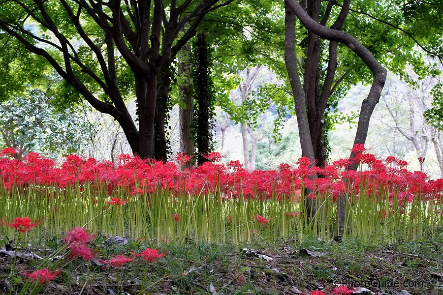 영광-불갑사-상사화-축제