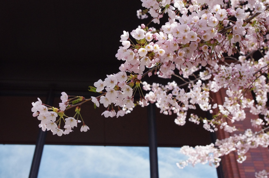삿포로 여행 가이드: 홋카이도의 매력을 한눈에!