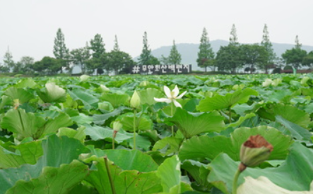 무안 연꽃축제 일정 장소 공연 행사 주차