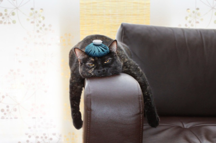 소파에서 축 늘어진 고양이.