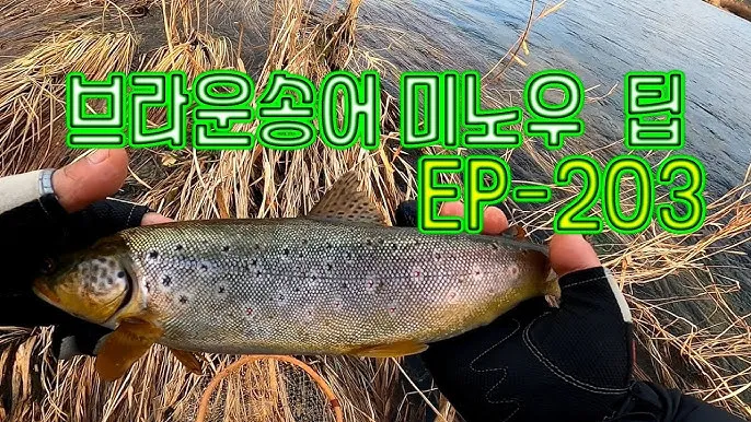 미노우낚시 공략 농어 서풍 강한 날 얕은 여밭과 트위칭 방법_1