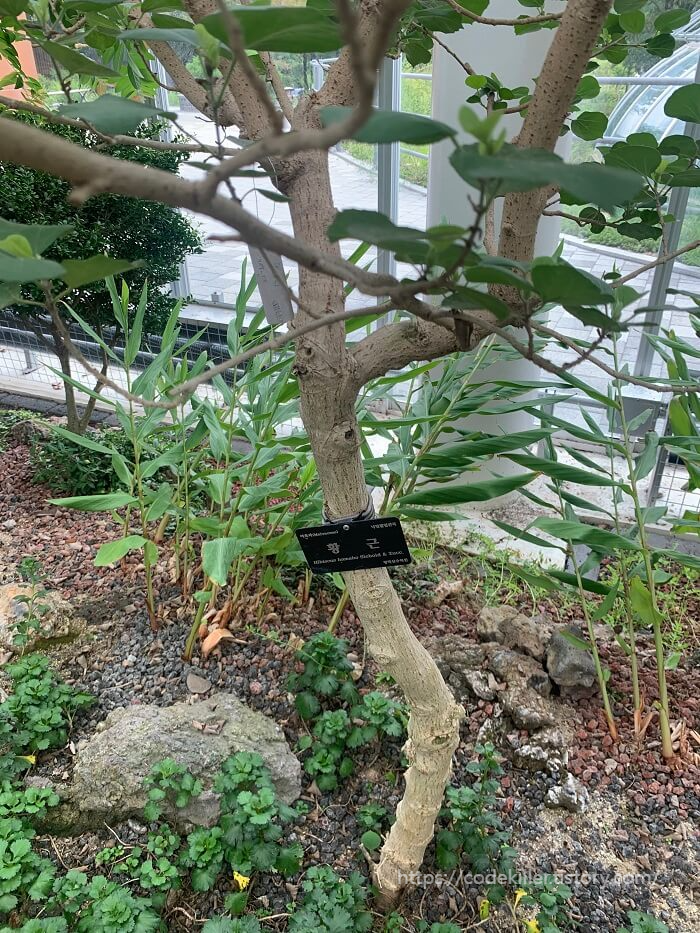 황학산 수목원 황근