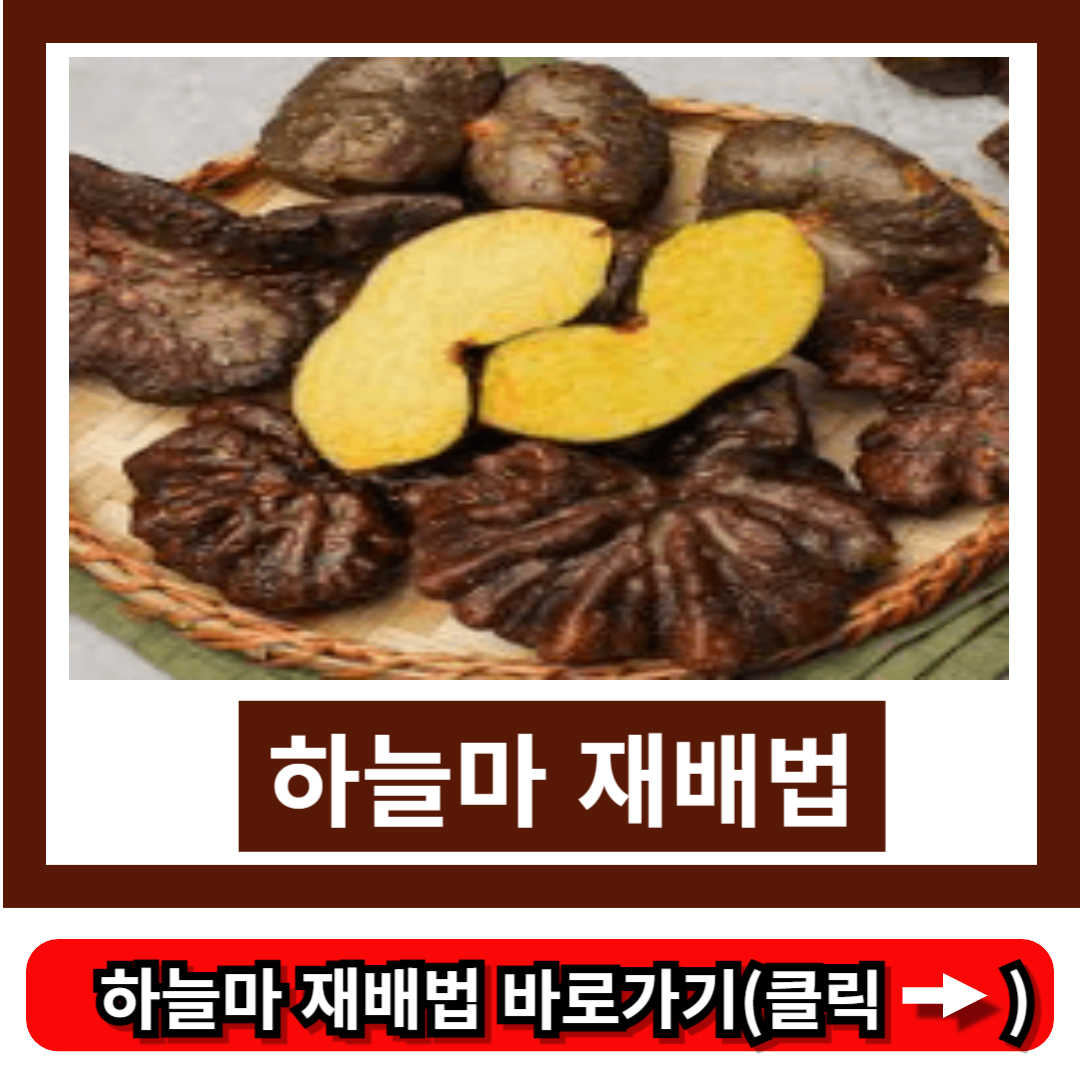 하늘마 재배법