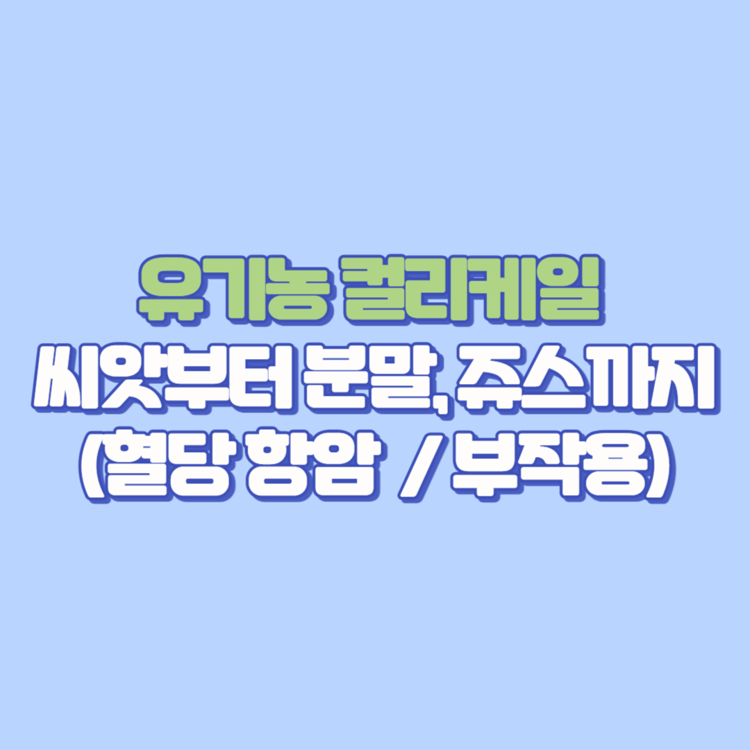 [뉴질랜드 슈퍼푸드] 유기농 컬리케일 씨앗부터 분말, 쥬스까지! 가격 재배 성분 효능&middot;재배법&middot;요리 레시피 먹는법 총정리(40대 50대 60대 건강,부작용 혈당 항암 주의할점)
