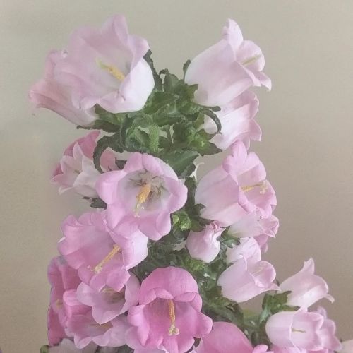 종꽃, 캄파눌라