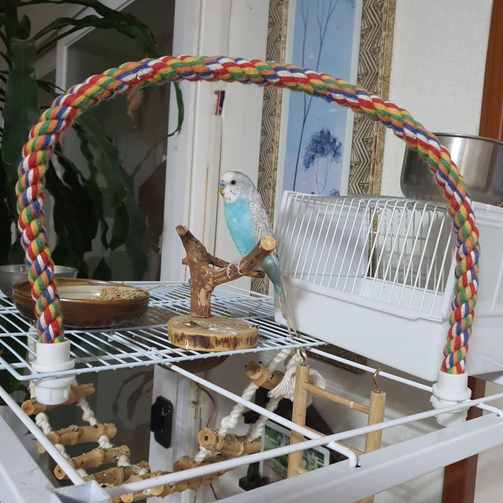 사랑앵무(잉꼬새) 키우기 전 준비물